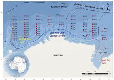 Spatial distribution and diversity of the heterotrophic flagellates in the Cosmonaut Sea, Antarctic